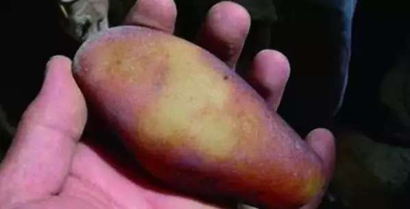 漲知識，玉也能騙人！照玉手電筒照出真相